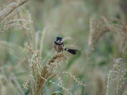 صورة Sporophila torqueola torqueola (Bonaparte 1850)