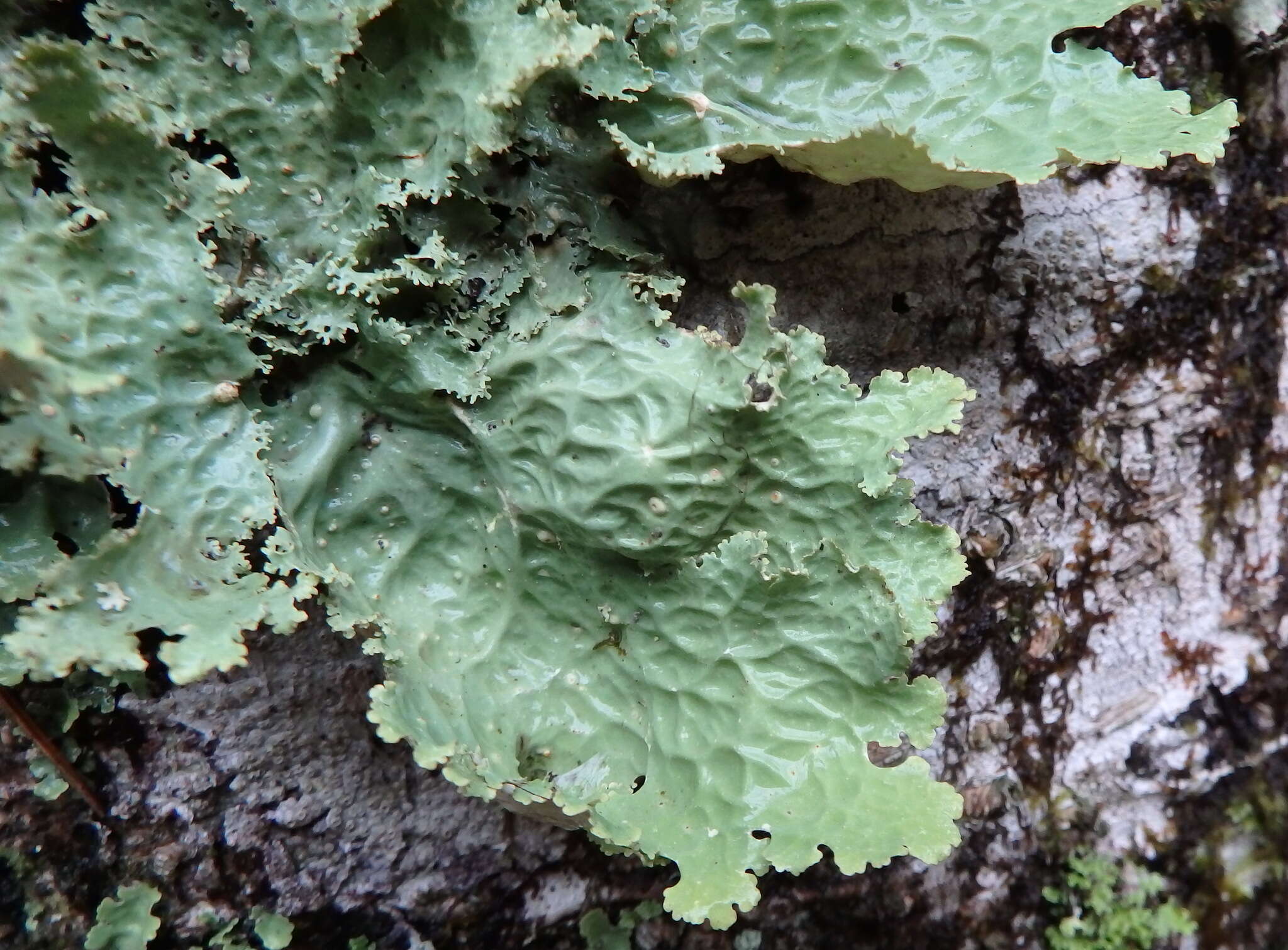 Image of Oregon lung lichen