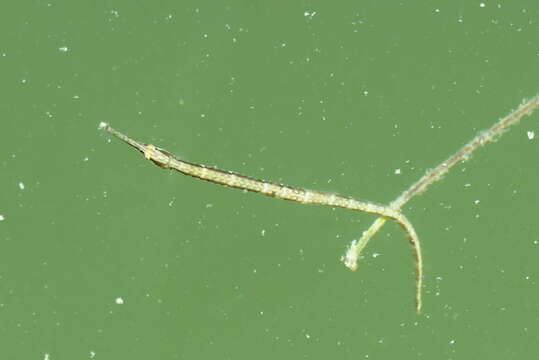 Image of Chain pipefish