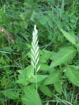 Image of Tick Quack Grass