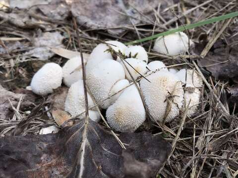 Image of Lycoperdon curtisii Berk. 1873