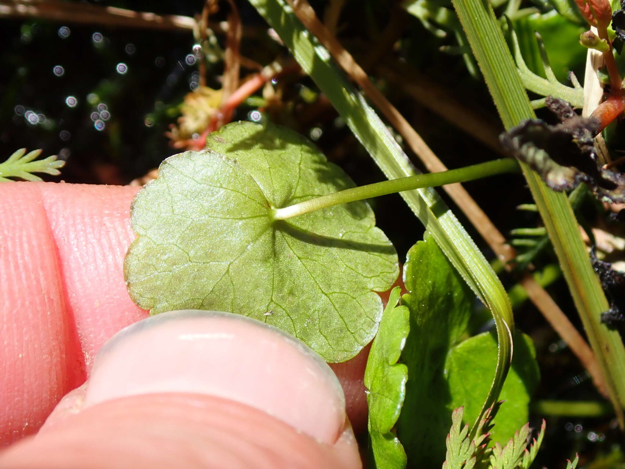 Imagem de Hydrocotyle pterocarpa F. Müll.