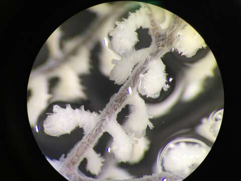 Image of branched tree coral