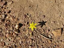 Image of Autumn Golden Star