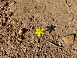 Image of Autumn star