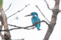 صورة Alcedo coerulescens Vieillot 1818