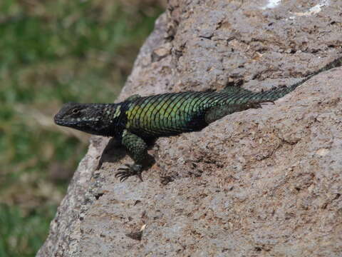 Image of Sceloporus torquatus Wiegmann 1828