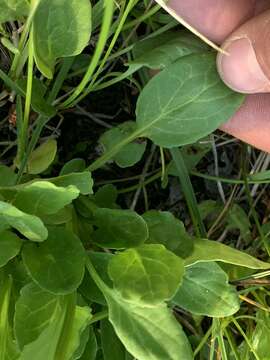 Image of Two-Leaf Groundsel