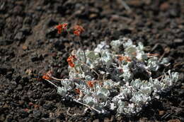 Image of Craters of the Moon cushion buckwheat