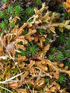 Image of Selaginella helvetica (L.) Spring