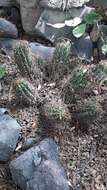 Image of Echinopsis candicans (Gillies ex Salm-Dyck) D. R. Hunt