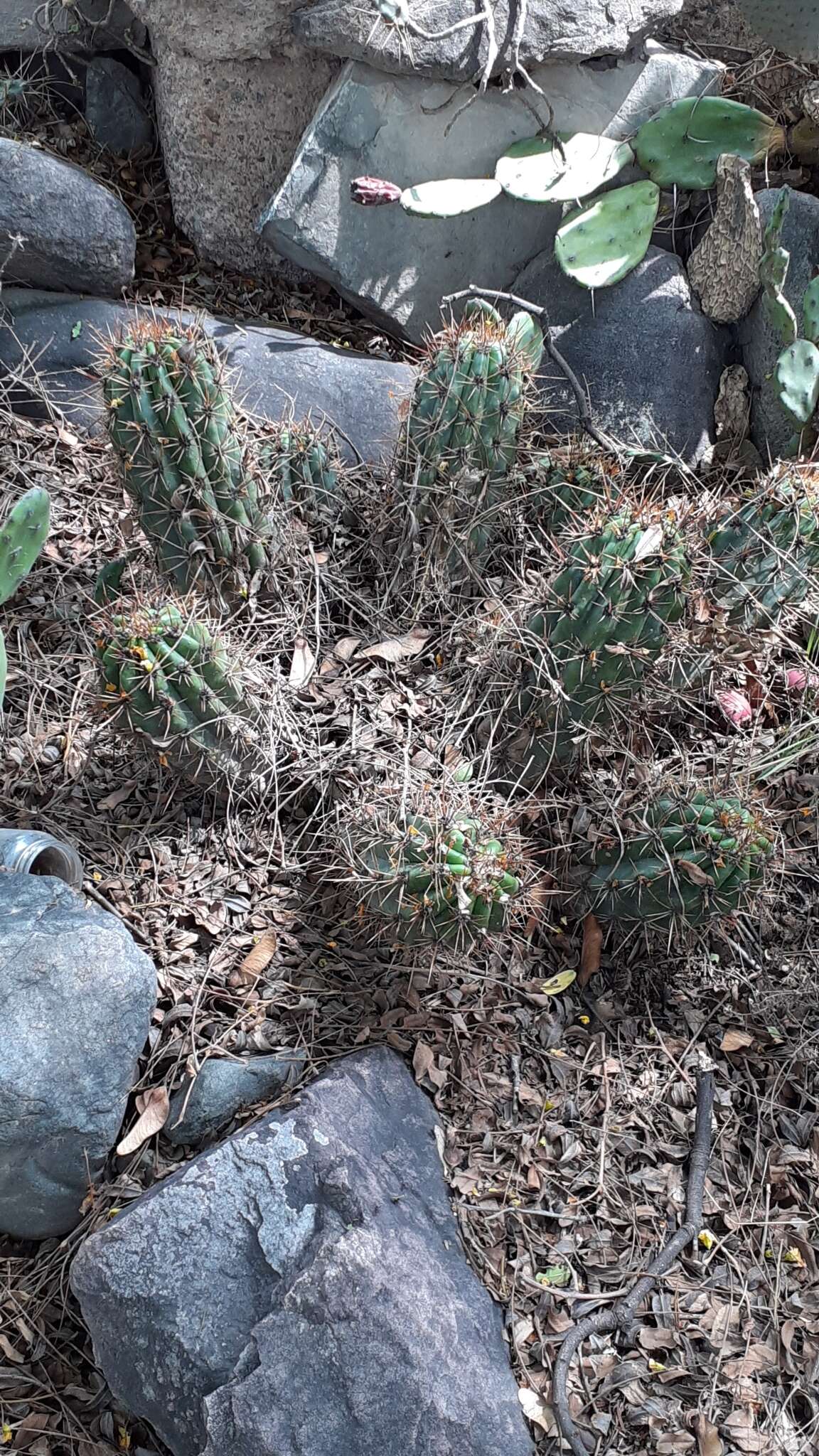 Echinopsis candicans (Gillies ex Salm-Dyck) D. R. Hunt的圖片