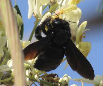 Xylocopa fimbriata Fabricius 1804 resmi