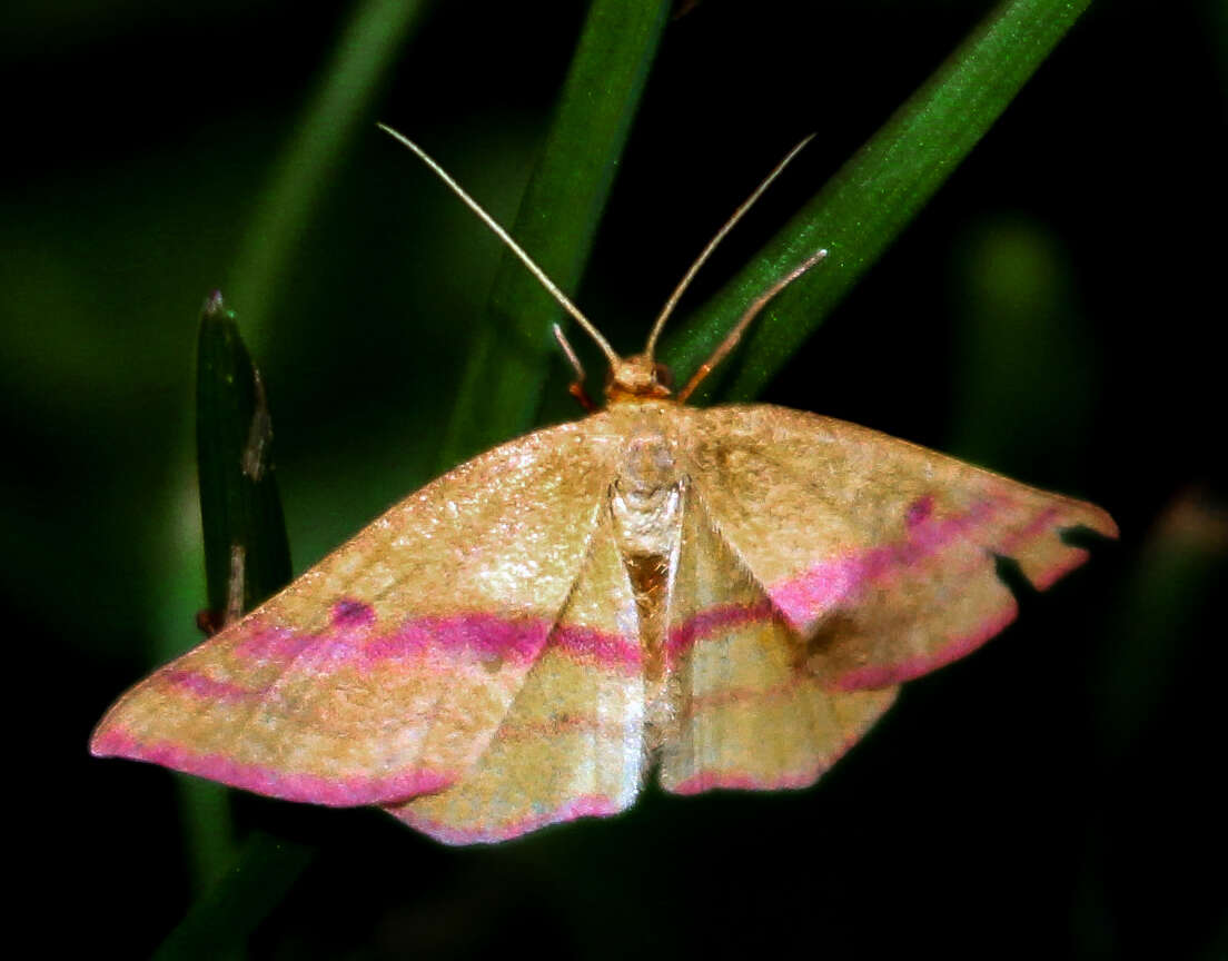 Plancia ëd Haematopis