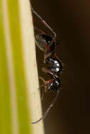 Image of Polyrhachis pilosa Donisthorpe 1938