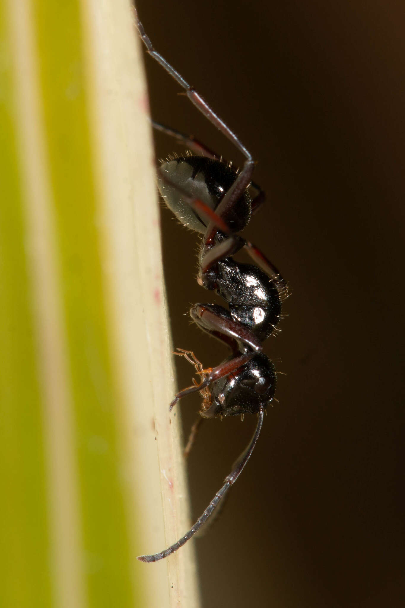 Image of Polyrhachis pilosa Donisthorpe 1938