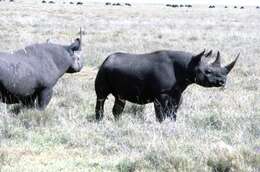 Image of Black Rhinoceros