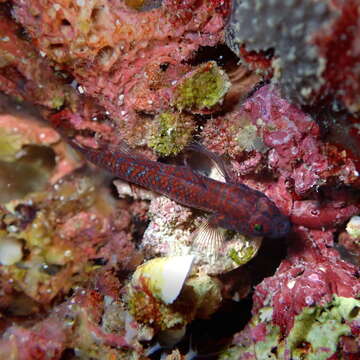 Слика од Corcyrogobius