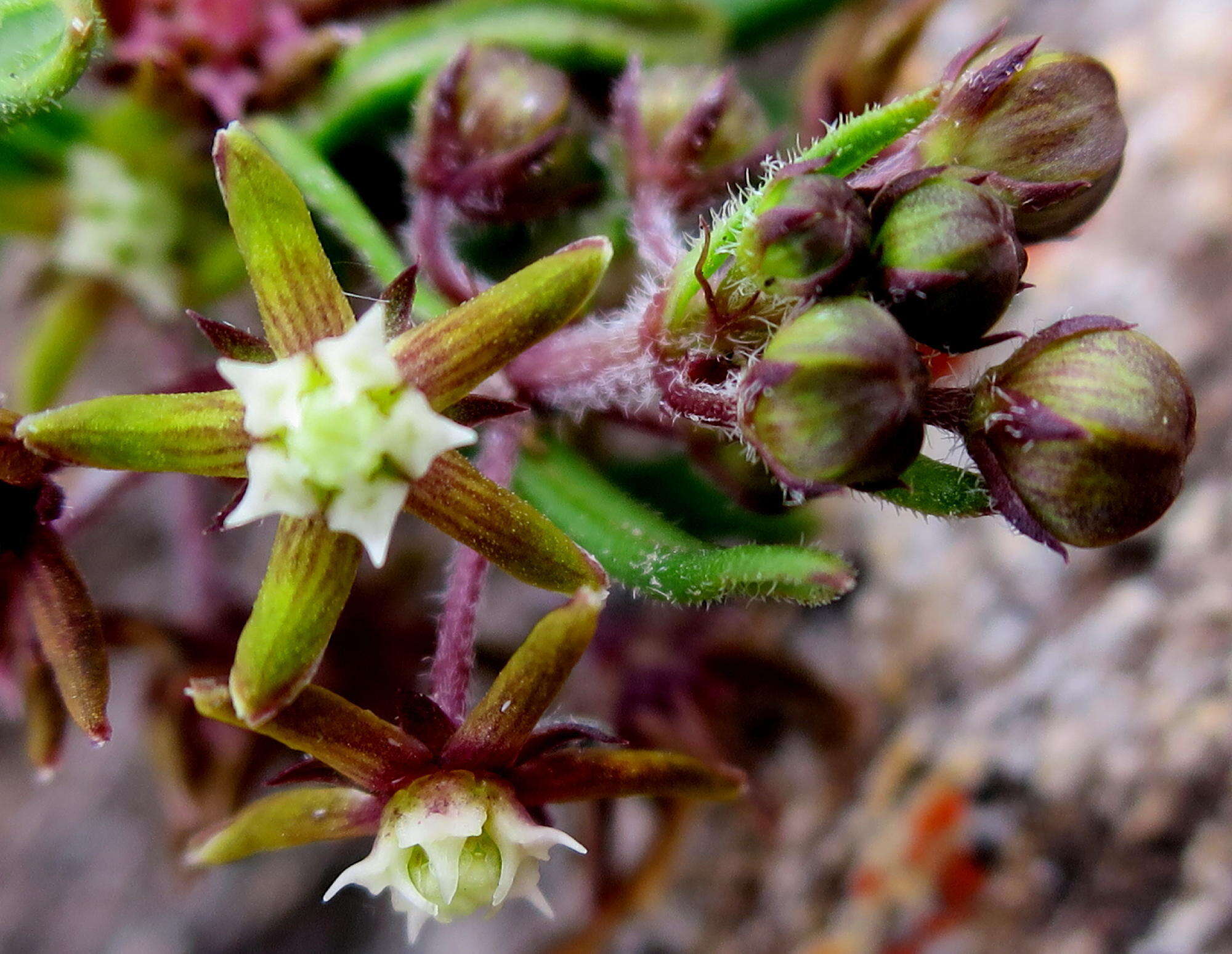 Image of Aspidoglossum heterophyllum E. Mey.