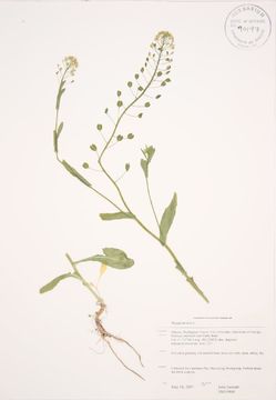 Image of field pennycress