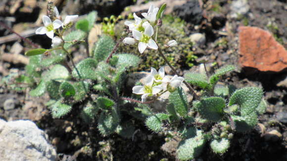 Image of Tomostima reptans