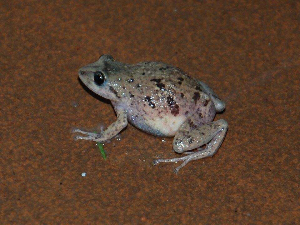 Image de Pristimantis unistrigatus (Günther 1859)