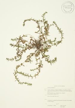 Image of neckweed