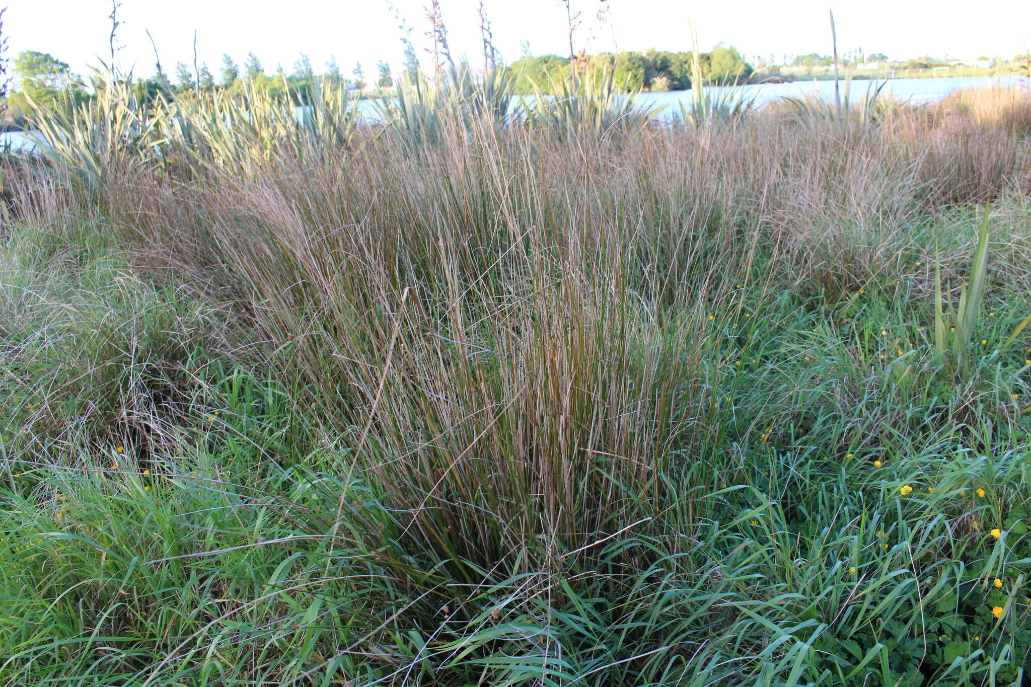 Image of Juncus australis J. D. Hook.