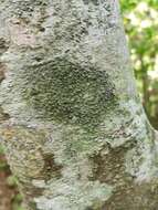 Image of Beaded rim-lichen;   Rim lichen