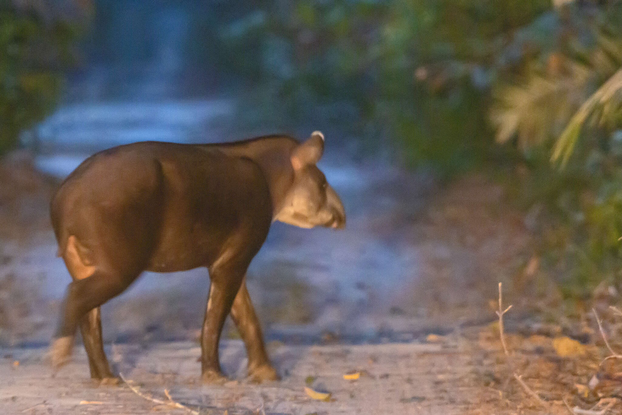 Image of Tapirus terrestris terrestris (Linnaeus 1758)