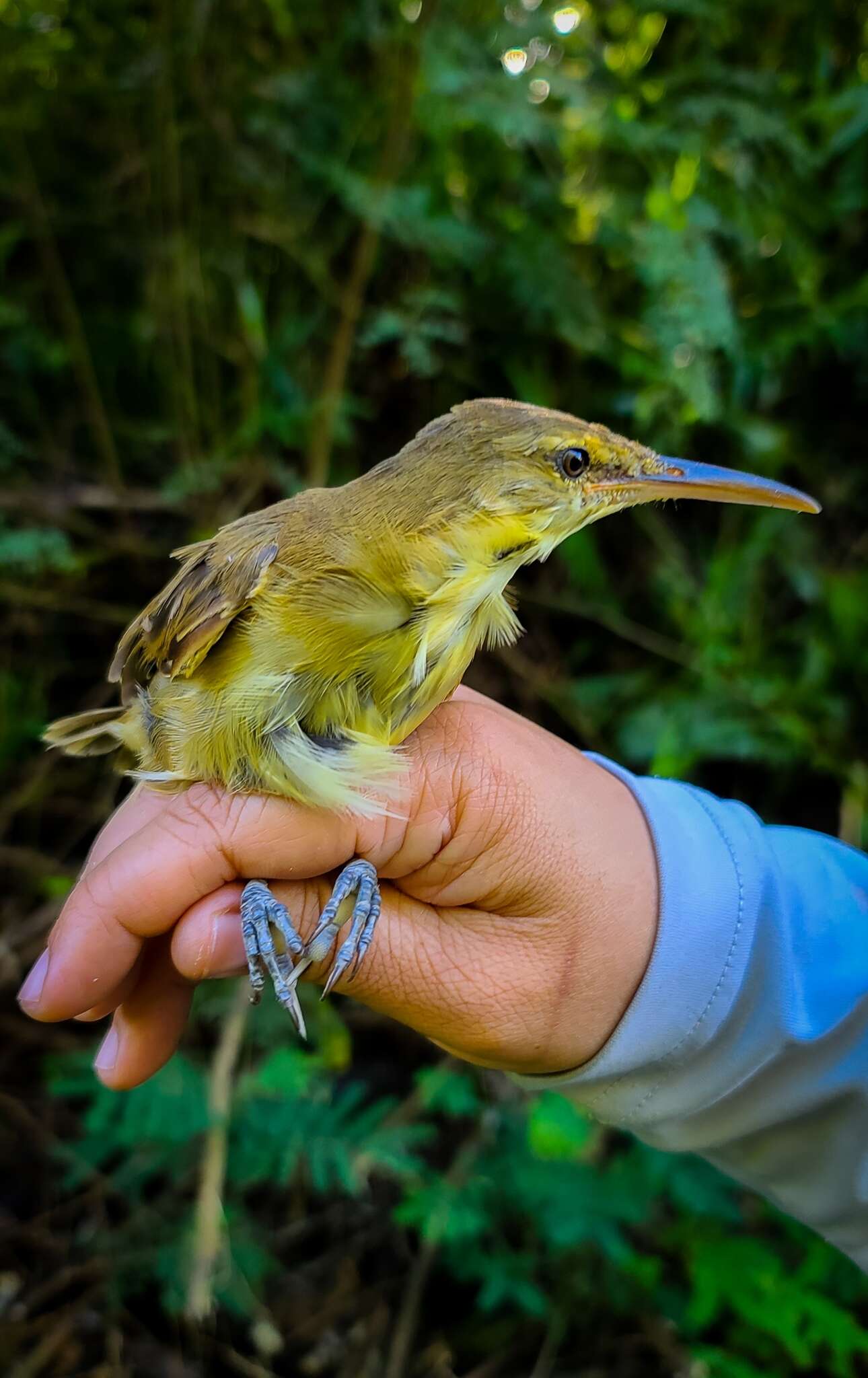 Image of Saipan Reed Warbler