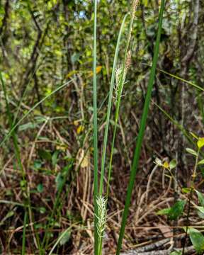 Carex striata Michx. resmi