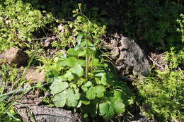 Image of red larkspur