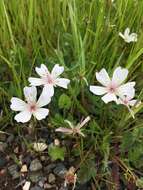 Imagem de Limnanthes douglasii subsp. rosea (Hartw. ex Benth.) C. T. Mason