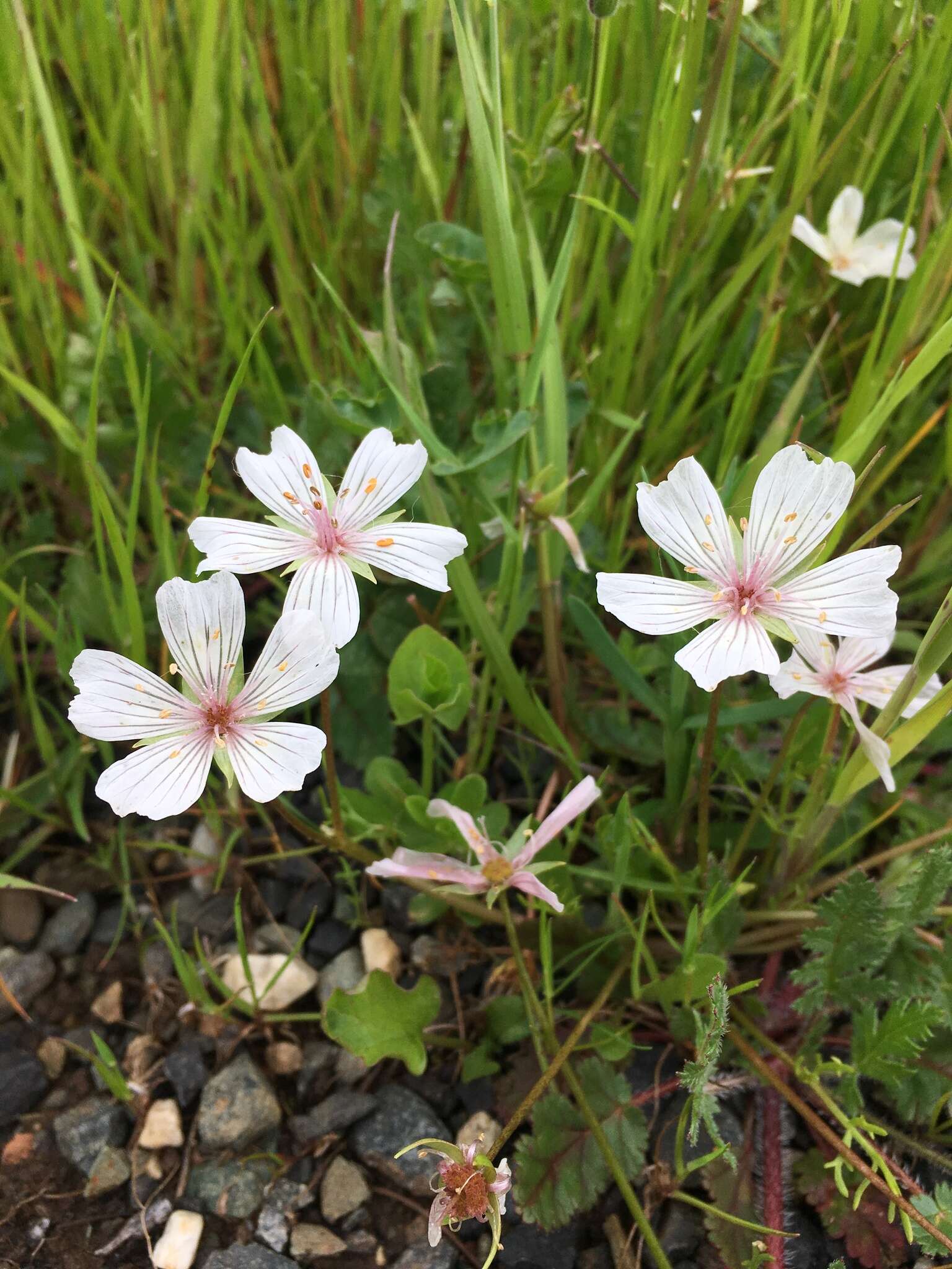 Image of Douglas' meadowfoam