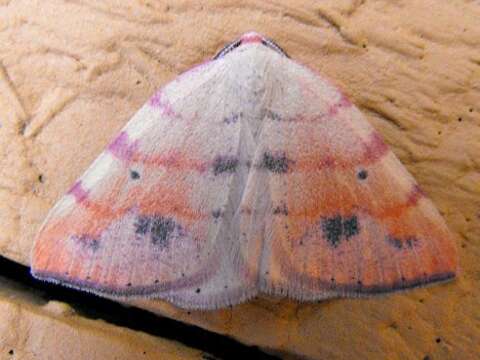 Drepanulatrix carnearia Hulst 1888 resmi