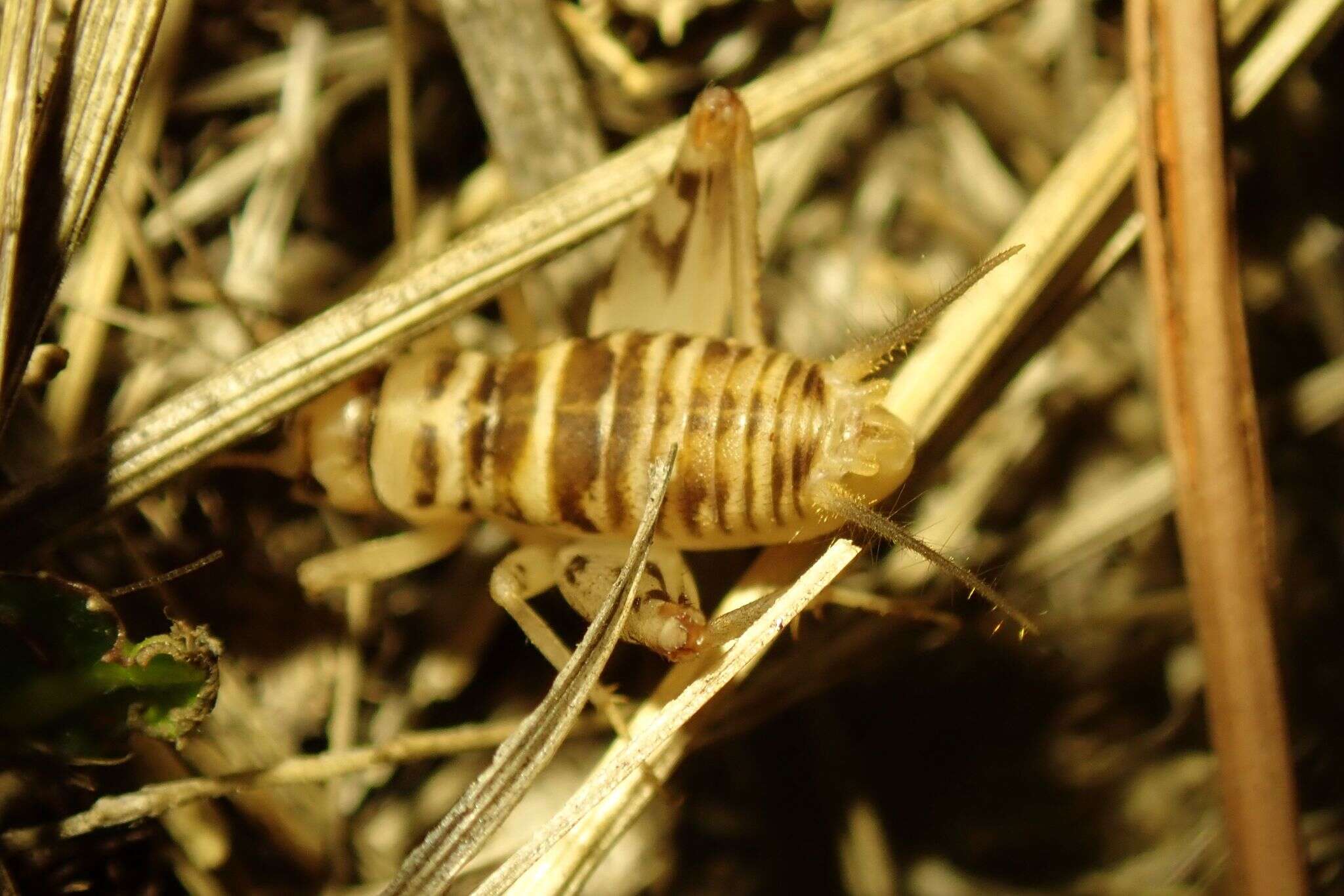 Image of Gryllomorpha (Gryllomorphella) uclensis Pantel 1890