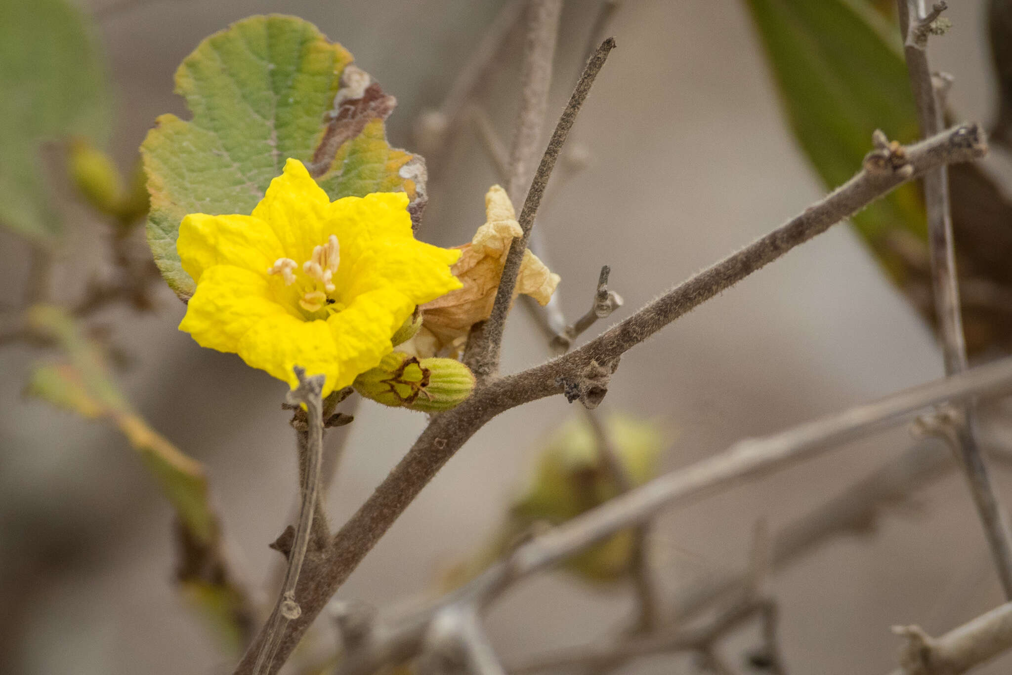 Image de Cordia lutea Lam.