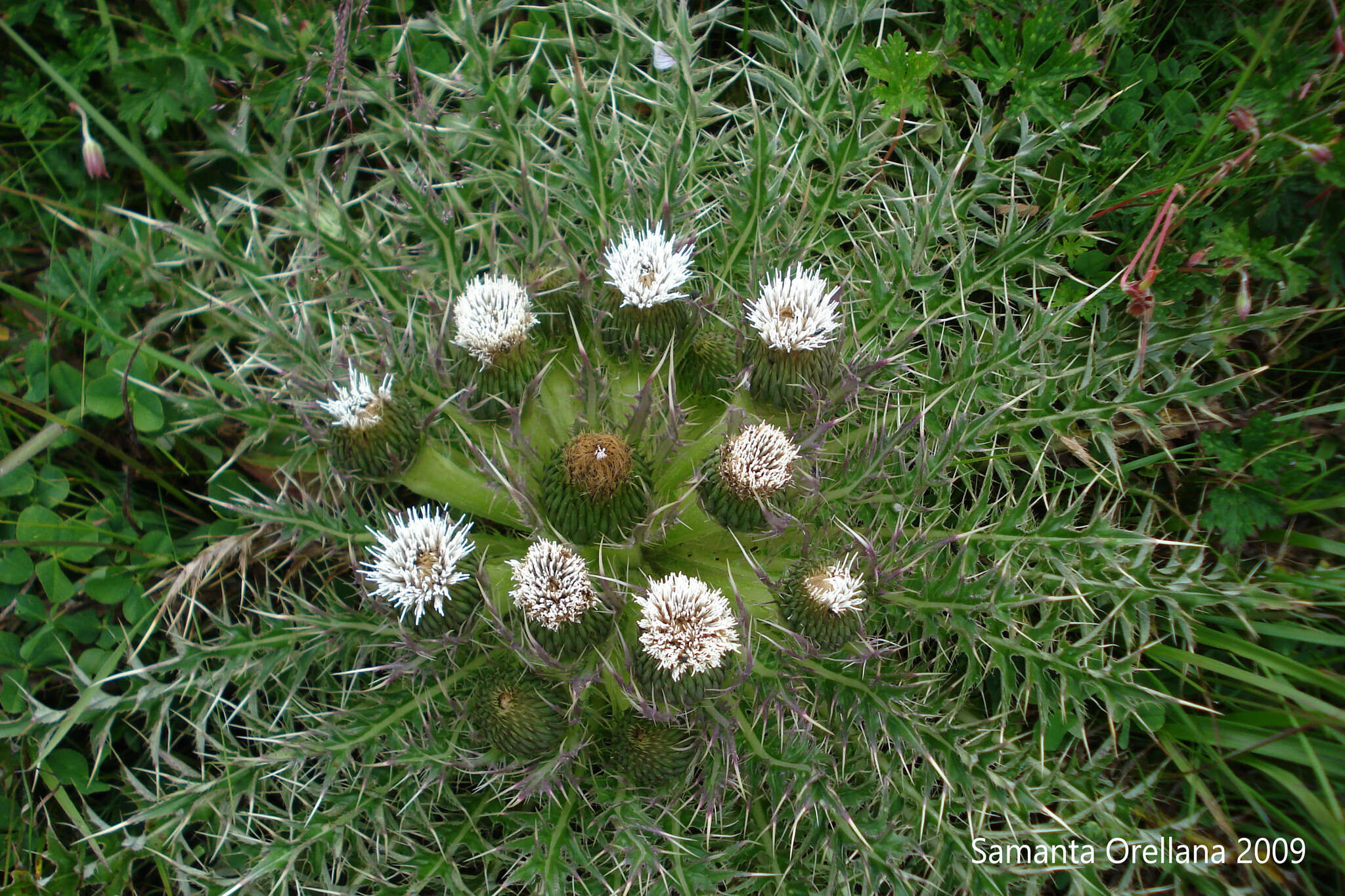 Image of Cirsium skutchii Blake