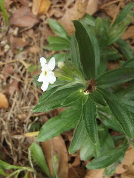 Sivun Lithospermum calcicola Robinson kuva