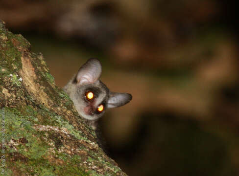 Слика од Galago senegalensis senegalensis É. Geoffroy Saint-Hilaire 1796