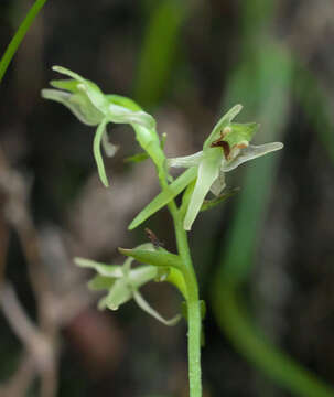 Image of Platanthera ophrydioides F. Schmidt