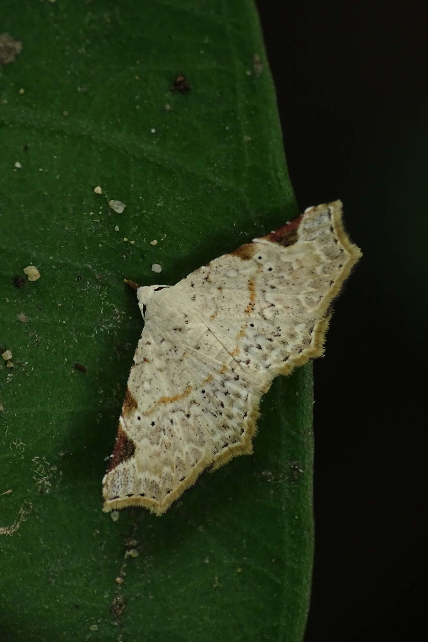 Imagem de Prolophota trigonifera Hampson 1896