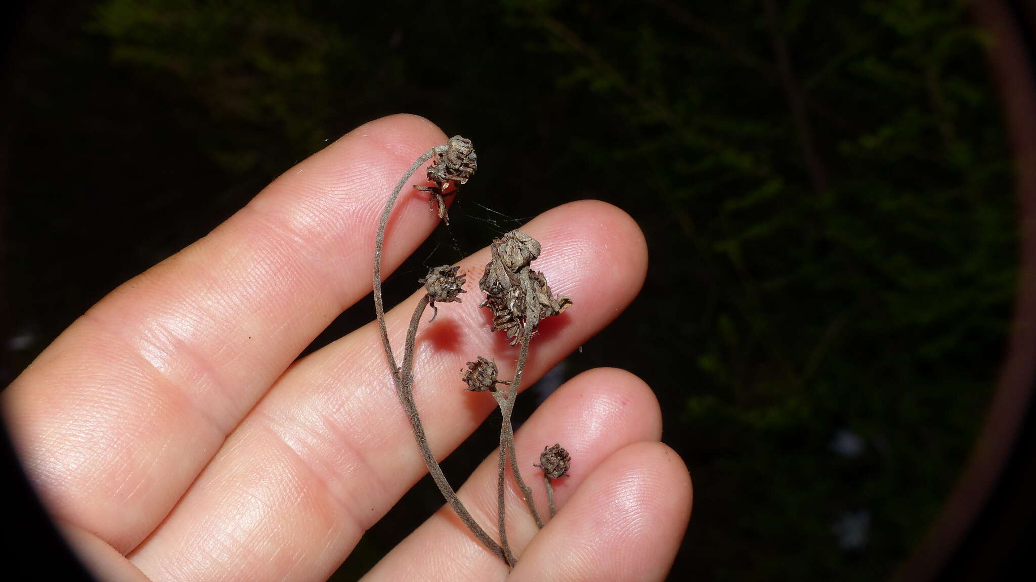 Image of Lidbeckia pinnata J. C. Manning & Helme