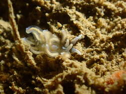 Imagem de Phyllodesmium opalescens Rudman 1991