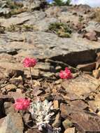 Image of cushion buckwheat