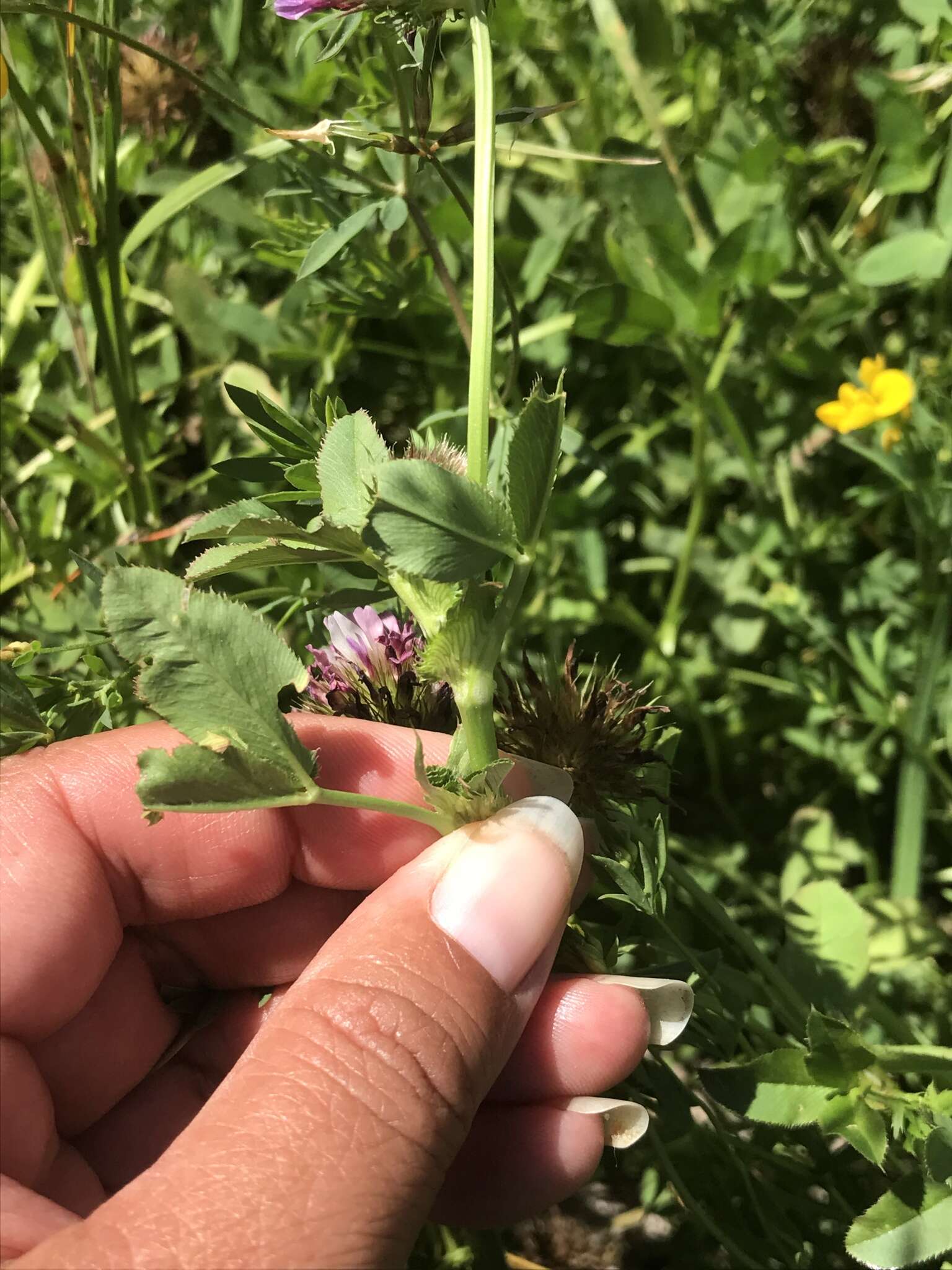 Imagem de Trifolium wormskioldii Lehm.