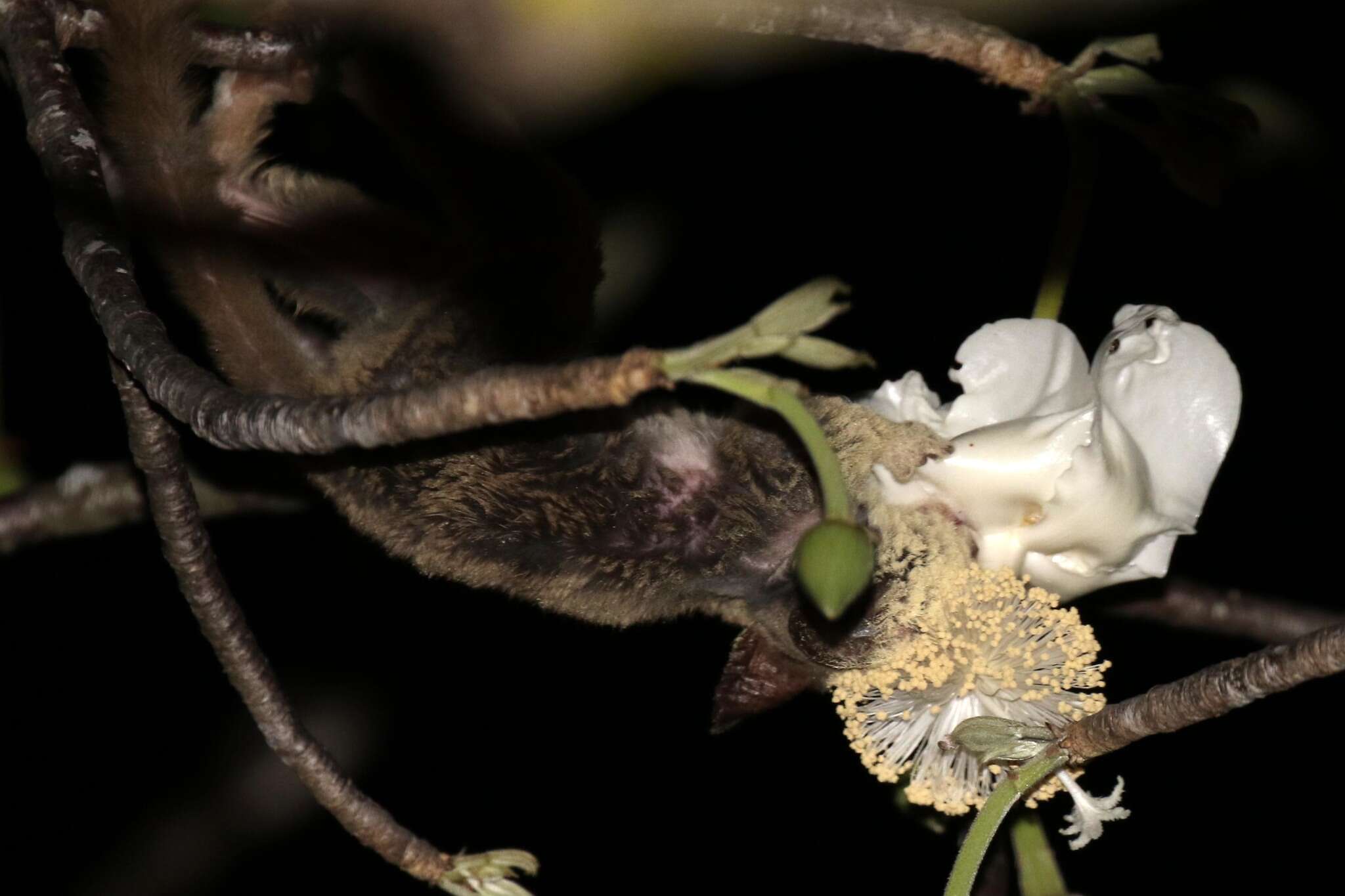 Image of Zanzibar bushbaby