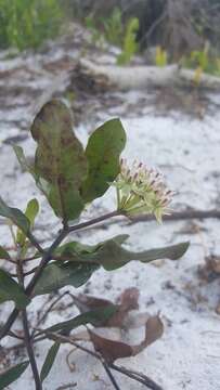 Image of Curtiss' milkweed