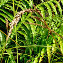 Image of Carex sectoides (Kük.) Edgar